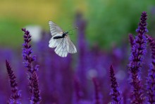 Butterfly, butterfly... / ***