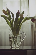 Tulpen / ***