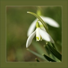 Schneeglöckchen / ***