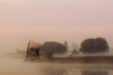 Trinken Nebel / ...