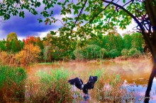 Autumn in a quiet backwater / autumn, the trees begin to prepare for winter, the leaves maples begin turn red , in a quiet backwater photographer startled wild goose