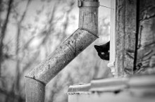 schwarze Katze um die Ecke / ---