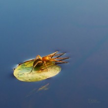 Da das Wasser sah / ***