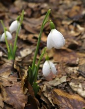 Schneeglöckchen gefaltet / ***