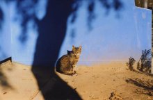 Katze und Baum / ***