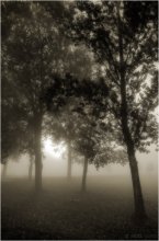 tumany_3 / ***