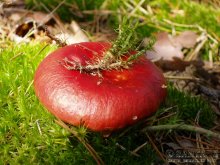 Pilz / ***