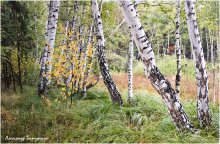Im Birkenwald / ***