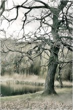 Eiche im Herbst / ***