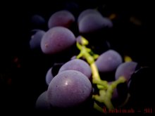 Trauben / ***