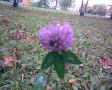 Sommer im Herbst / ***