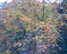 Herbst in einem Glas / ***