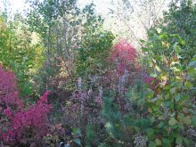 Herbstfarben / ***