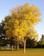 Baum / ***