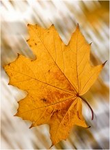 Maple Tanz / ***