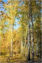 Birch Betrieb / ***