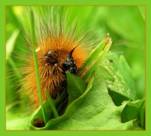 Caterpillar / ***