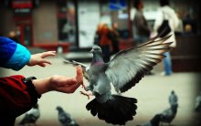 Funk Birdies / ***