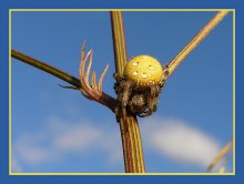 Yellow spider / ***