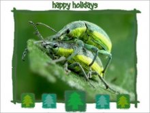 Chlorophanus viridis / ***