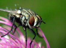 fliegen / ***