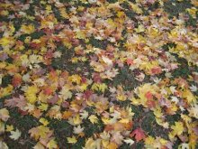 Herbst / 27.10.2007