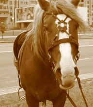 Horse / ***
