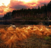 Fuchsschwanz Herbst / ***