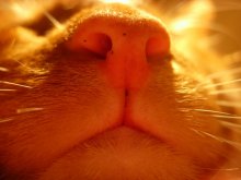 Über eingeschlafen Pfoten Katze! / ***