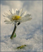 Unerwartete Schnee / ***********
