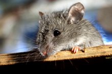 Maus / mouse