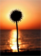 Eye of the Sun / ***