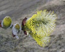 Frühling wird noch ... / .....................