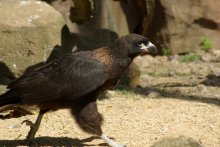 Bird / Londodn Zoo