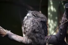 Ich weiß nicht, der Name des / London Zoo