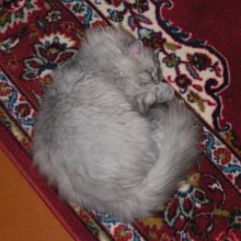 Firecat / Rediscover the cat