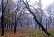 Morgen in den Park / ***