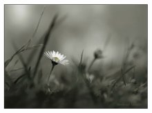 * Die Überlebenden der erste Schnee * h / w / ************