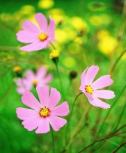 Sommerblumen / ***