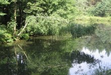 Beugte sich über den Fluss .. / ***