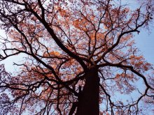 Herbst / ***