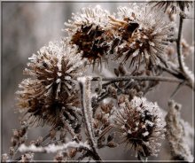 "Igel" in "Sahara" ... / ..............