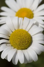 Kinder der Sonne / ___