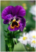 Test / ***