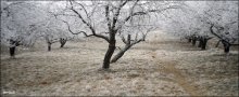 * Baum * / ***