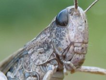 Belarussischen Drachen / ***