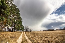 Am Waldrand / ***