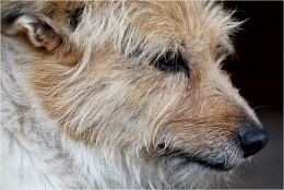 Es war einmal ein Hund. / ***