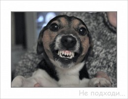 Sobachkin Tag / ***