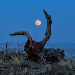 Moon Hunter / ***